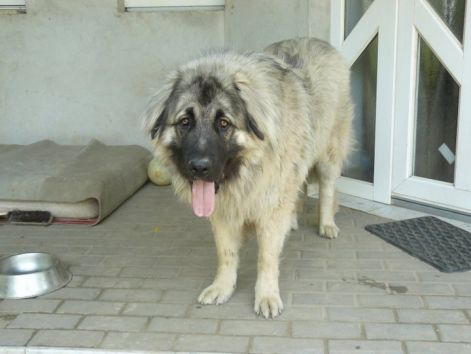 2010.nyari_szuletesu._tavalyi_alombol_egy_kan1.jpg