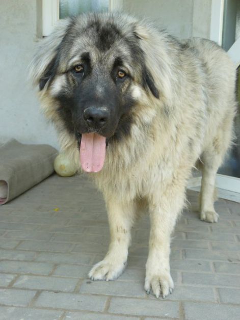 2010.nyari_szuletesu._tavalyi_alombol_egy_kan2.jpg